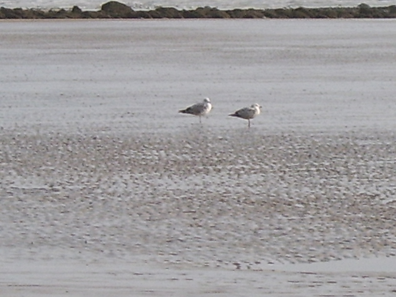 To save this picture as Windows Wallpaper - right click it - then select "Set as Background"